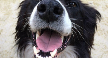 Taking Care Of Your Pet’s Teeth